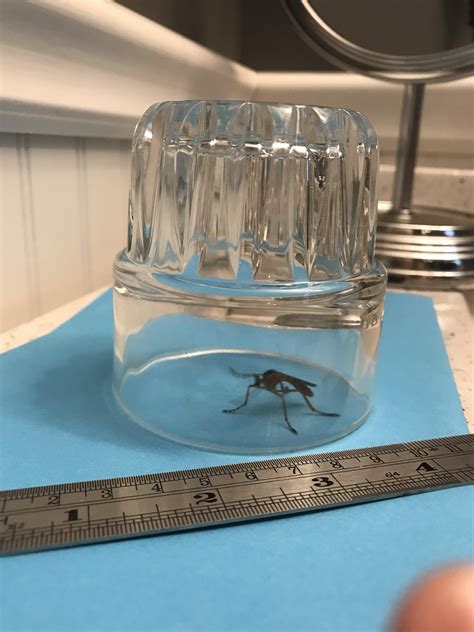 Mooseblood Bee Movie