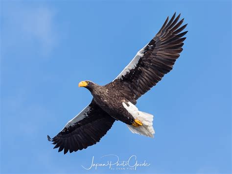 Steller's Sea Eagles | Japan Photo Guide