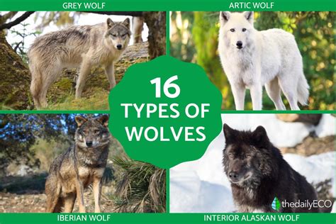 Different Types of Wolves 的图像结果