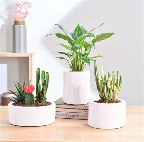 Buy Premium Ceramic Pots Online | Stylish Planters for Every Home ...