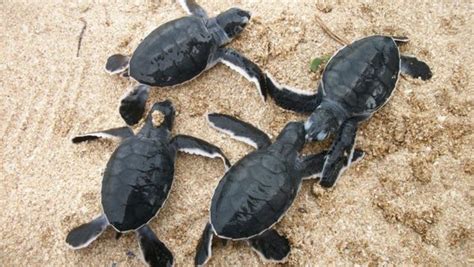 Places To Visit In Kutch: Vast Salt Pans, Beaches, Wildlife, And More