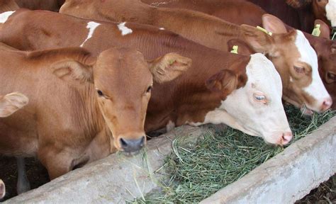 怎样养牛，牛的养殖方法和步骤