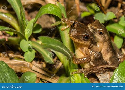Northern Spring Peeper- Pseudacris Crucifer Stock Photo - Image of observed, resist: 271427422