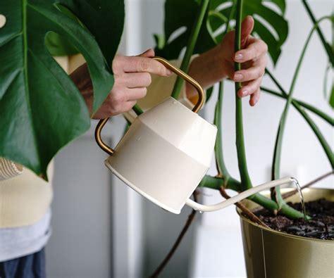 How to fertilize a monstera: Expert tips for feeding | Homes and Gardens