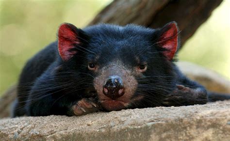 Más de 25 demonios de Tasmania liberados en Austalia Continental