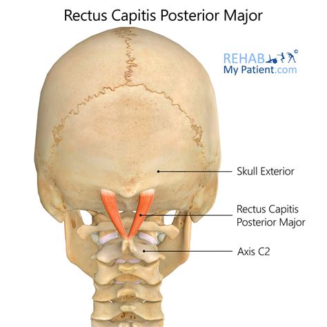 Rectus Capitis Posterior Major | Rehab My Patient