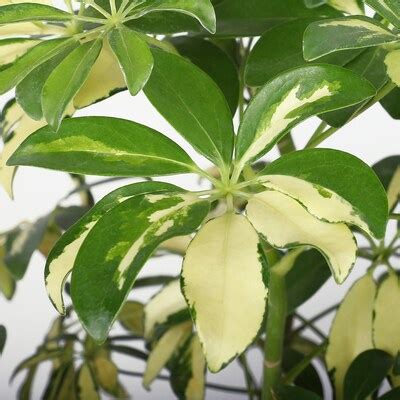 SCHEFFLERA ARBORICOLA potted plant, Umbrella tree, 19 cm (7 ½") - IKEA