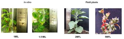 1MIL, 1 mo in vitro leaf; 1.5ML, 1.5 mo in vitro leaf; 2MFL, 2 mo field ...