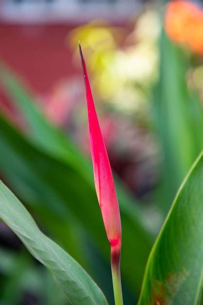Bird of paradise flower bud with green blurry background | Premium Photo