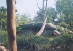 ZooLex Exhibit - Gorilla Island