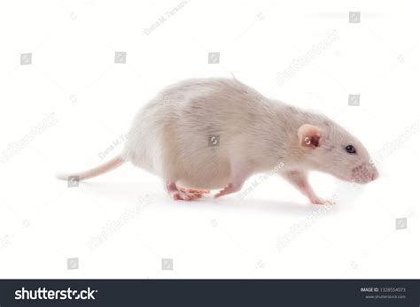 White Domestic Dumbo Husky Rat Isolated Stock Photo 1328554073 ...