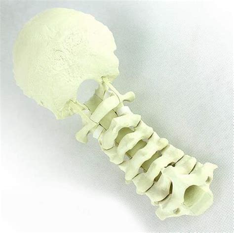 Buy Natural Size of Occipital Model of Human Cervical Vertebra ...