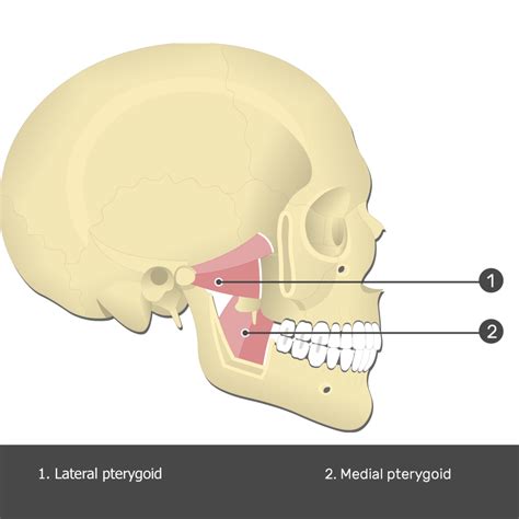 Medial Pterygoid Muscle - Attachments, Actions & Innervation | GetBodySmart