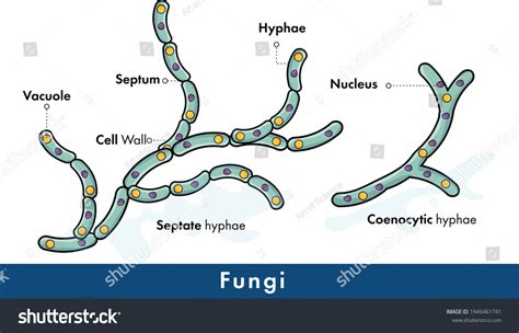 Mold Inspector 的图像结果