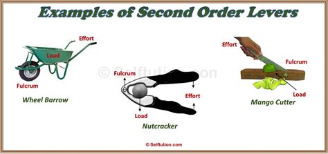 Image result for Types of Levers