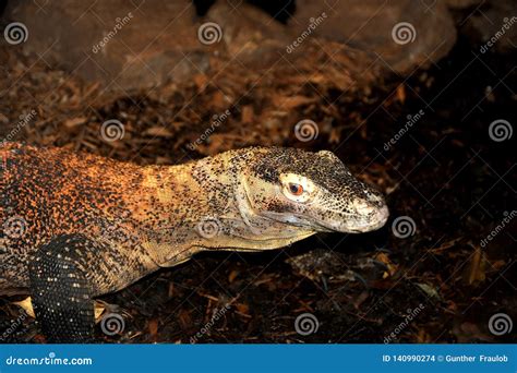 This Komodo Dragon a Type of Monitor Lizard is Very Aggressive that Bites Like a Snake with ...