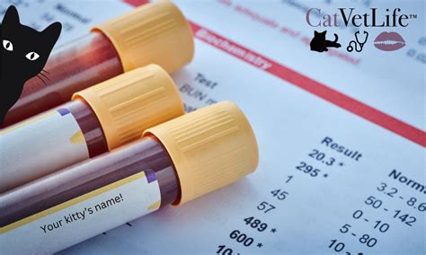 Biochemistry Cat Sample 的图像结果