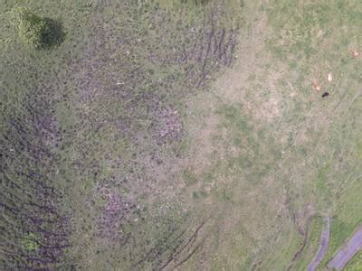 Cattle Detection and Counting in UAV Images - Dataset Ninja