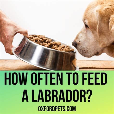 Why Are Labradors Obsessed With Food at Miguel Campbell blog