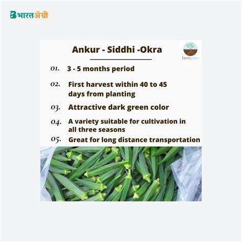 Ankur 221 Siddhi F1 Hybrid Okra Seeds| Buy Now – BharatAgri Krushi Dukan