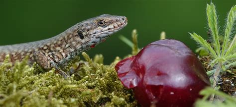 What Do Lizards Eat: Feeding And Hunting Behavior Of Common Wall ...