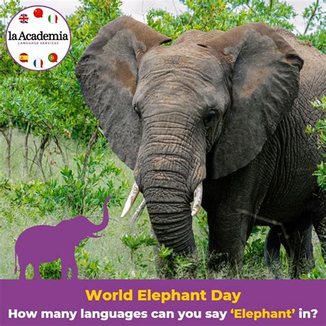 How many languages can you say 'Elephant' in? Did you know elephants ...