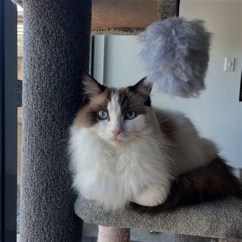 Ragdoll Cat Personality - Ragdoll Rehoming Journey