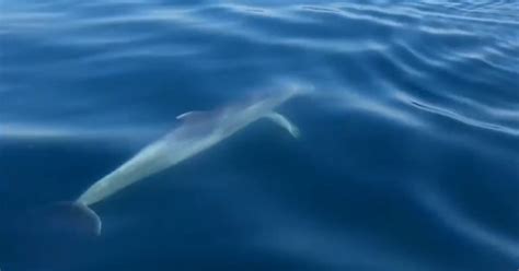 Dofins i tonyines visiten les aigües del Mar d'Empúries - Canal 10 Empordà