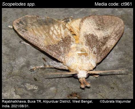 Scopelodes spp. Westwood, 1841 - | Moths