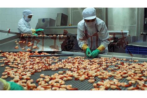 带您走进最先进的全自动北极虾仁加工厂-中国鳗鱼网