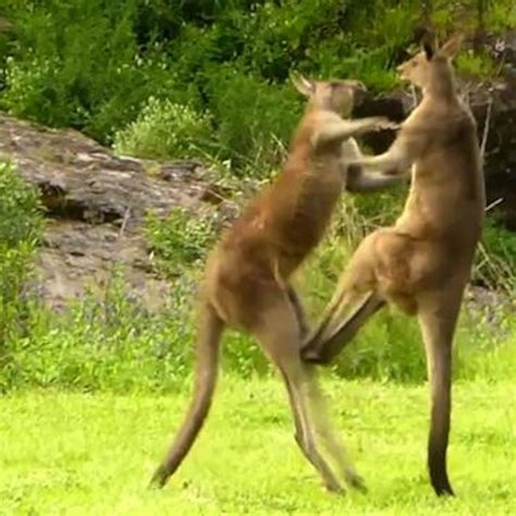 Is Kangaroo Safe For Dogs
