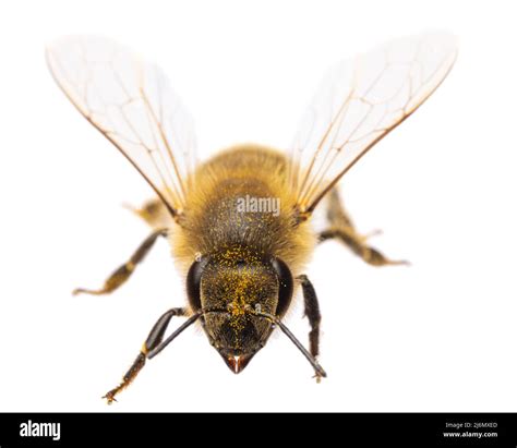 insects of europe - bees: front view of western honey bee or European ...