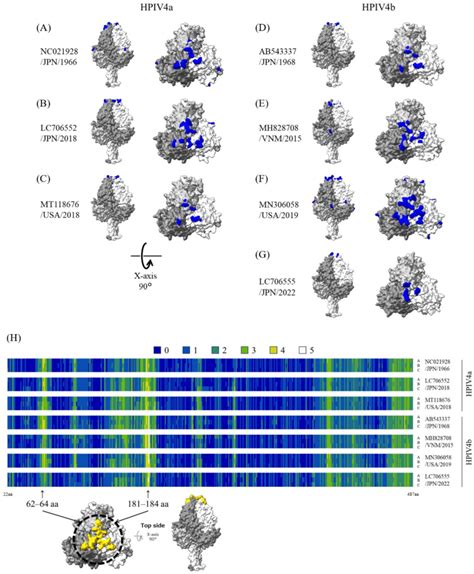 Molecular Evolutionary Analyses of the Fusion Genes in Human ...