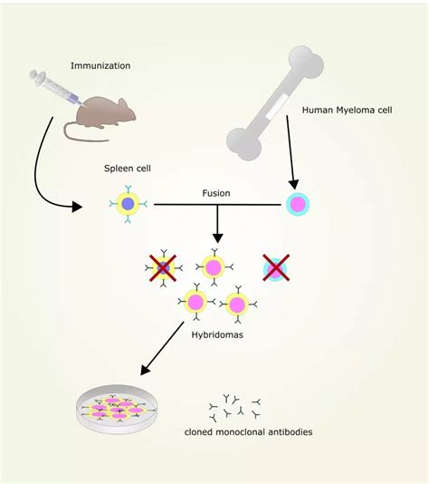 Monoclonal antibody