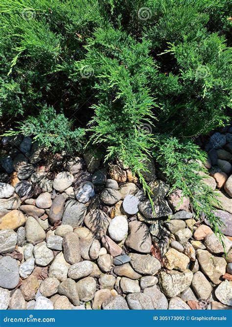 Siberian Cypress on a Pebble Terrain Stock Photo - Image of monrovia ...