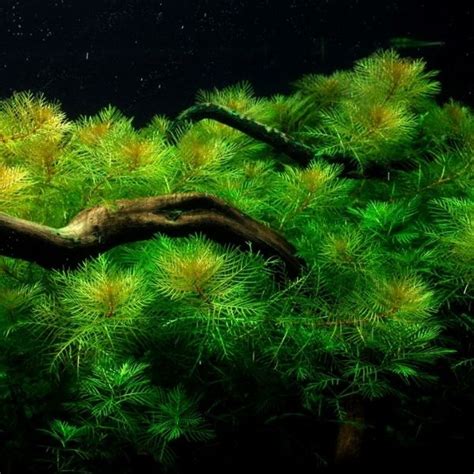Myriophyllum mattogrossense – LM Pet Shop