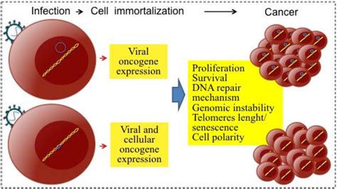 Human Viruses and Cancer