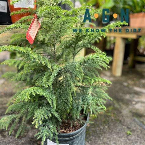 Norfolk Island Pine Houseplant Care Norfolk Island Pine Care Guide: A
