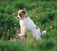 Image result for Cute Animals Puppy