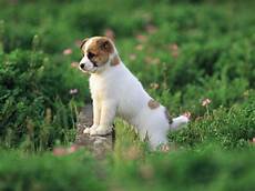 Best Puppy Backgrounds by Puppy Pictures Wallpapers Wallpaper Cave Best Puppy Backgrounds