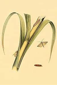 Surinam Butterflies Moths & Caterpillars Poster Print by Jan Sepp (18 x ...