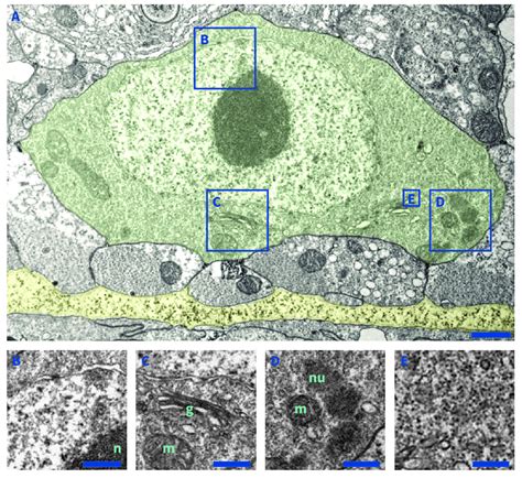 Image result for ISC Cell