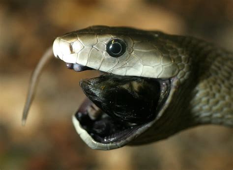How Fast Can A Black Mamba Actually Move: Average Speed