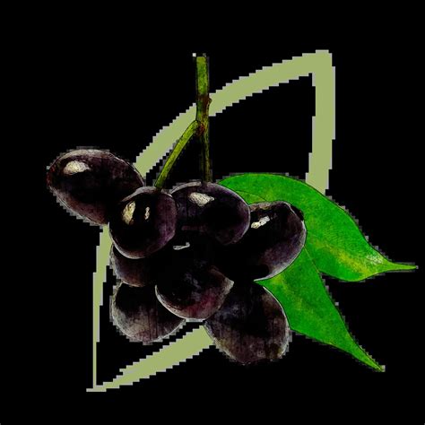 Image result for Java Plum Tree