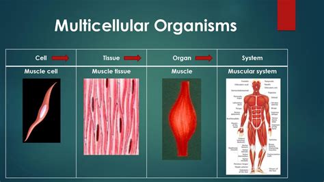Image result for Multicellular Cells