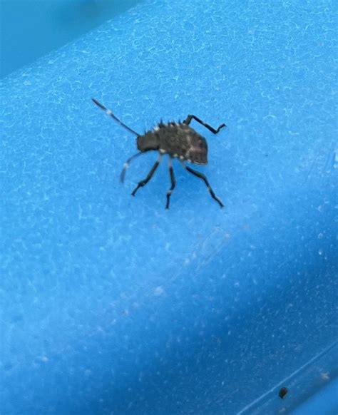 Lantern Fly Nymph 的图像结果