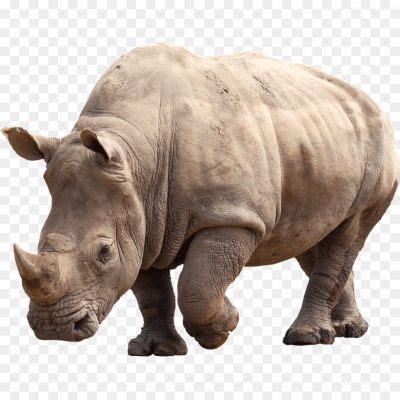 Black Rhinoceros PNG Images HD 9N459KL5 - Pngsource