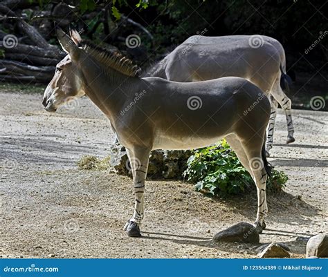 African Wild Donkey Female 1 Stock Image - Image of wild, african ...