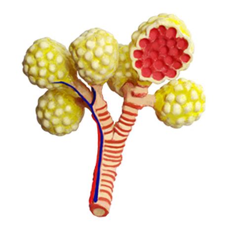 Buy Lung Model - human organ Anatomical Model - 21 Detachable Parts ...