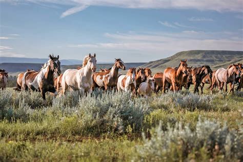 Loan Application Form – Little Horn State Bank